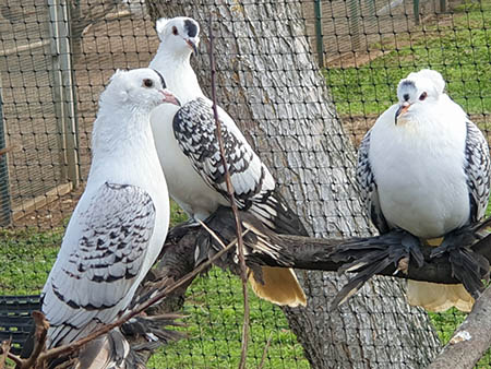 golondrina de sajonia